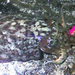 焼津港、ヒラメ、コウイカ、タコ、カマスが好調